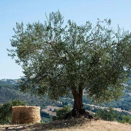 Tenuta San Lodovico * Scansano