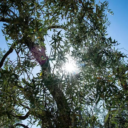 Tenuta San Lodovico * Scansano